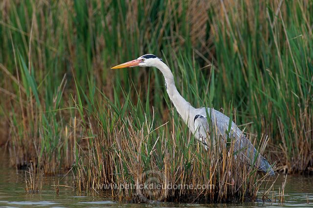 Grey Heron (Ardea cinerea) - Heron cendre - 20253