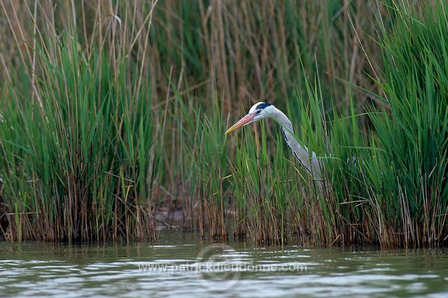 Grey Heron (Ardea cinerea) - Heron cendre - 20254