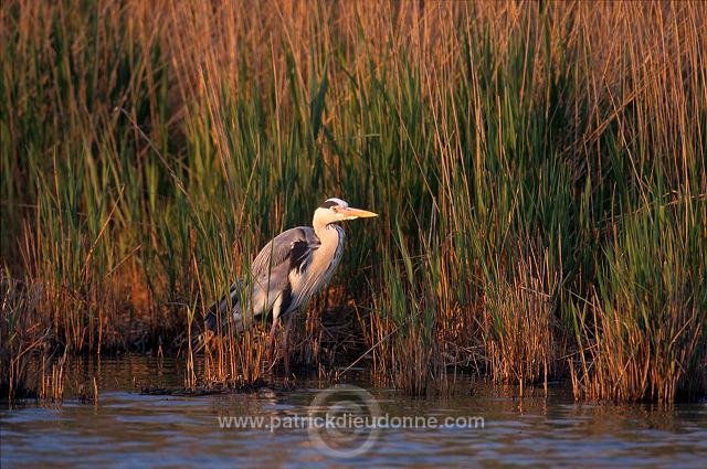 Grey Heron (Ardea cinerea) - Heron cendre - 20255