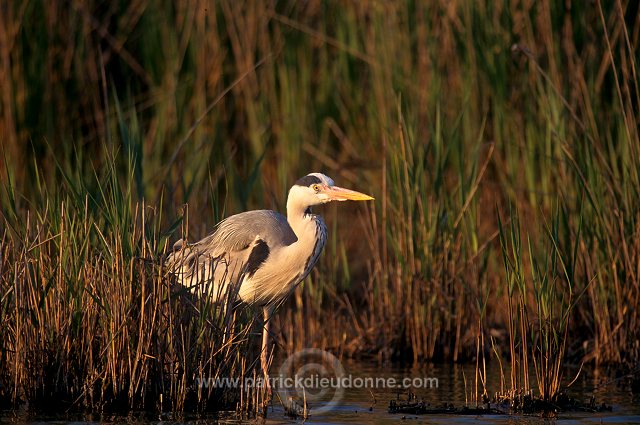 Grey Heron (Ardea cinerea) - Heron cendre - 20256