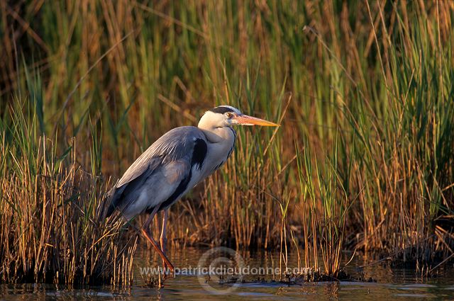 Grey Heron (Ardea cinerea) - Heron cendre - 20257