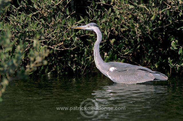 Grey Heron (Ardea cinerea) - Heron cendre - 20258