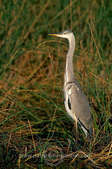 Grey Heron (Ardea cinerea) - Heron cendre - 20259