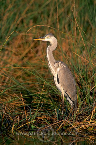 Grey Heron (Ardea cinerea) - Heron cendre - 20260