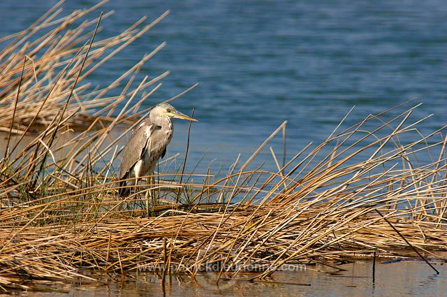 Grey heron (Ardea cinerea) - Heron cendre - 20429