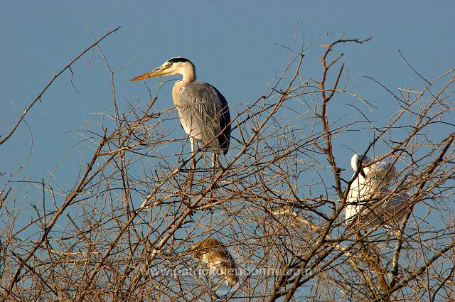 Grey heron (Ardea cinerea) - Heron cendre - 20430