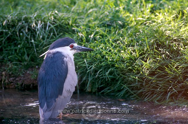 Night Heron (Nycticorax nycticorax) - Heron bihoreau - 20261