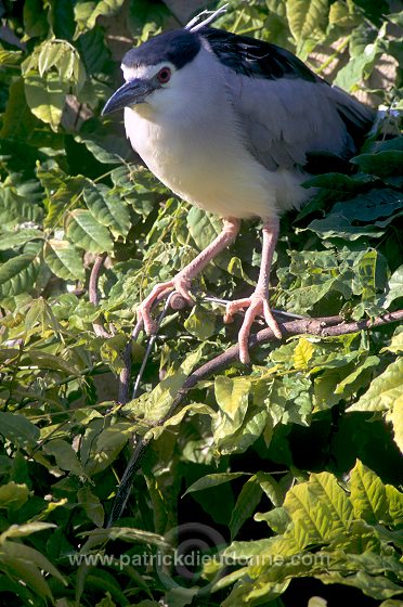 Night Heron (Nycticorax nycticorax) - Heron bihoreau - 20262