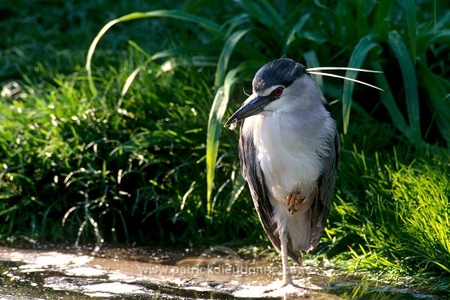 Night Heron (Nycticorax nycticorax) - Heron bihoreau - 20263