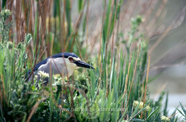 Night Heron (Nycticorax nycticorax) - Heron bihoreau - 20264