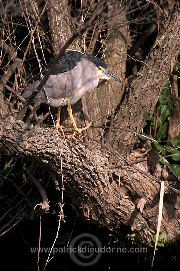 Night Heron (Nycticorax nycticorax) - Heron bihoreau - 20265