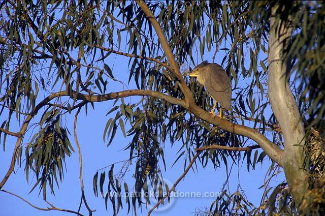 Night Heron (Nycticorax nycticorax) - Heron bihoreau - 20266