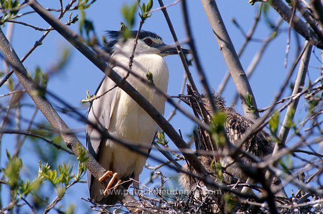 Night Heron (Nycticorax nycticorax) - Heron bihoreau - 20267