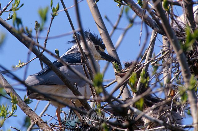 Night Heron (Nycticorax nycticorax) - Heron bihoreau - 20268