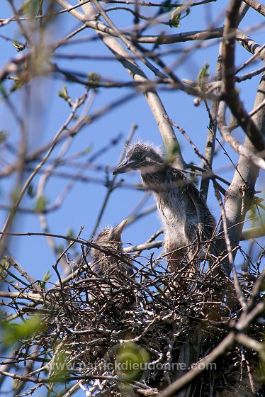 Night Heron (Nycticorax nycticorax) - Heron bihoreau - 20269