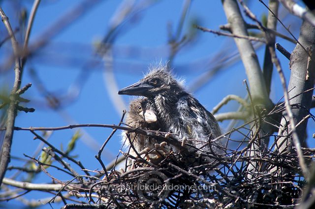 Night Heron (Nycticorax nycticorax) - Heron bihoreau - 20270