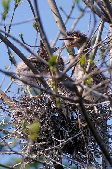 Night Heron (Nycticorax nycticorax) - Heron bihoreau - 20271