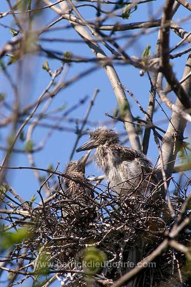 Night Heron (Nycticorax nycticorax) - Heron bihoreau - 20272