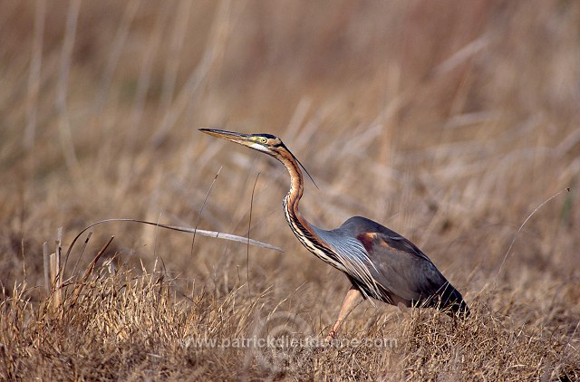 Purple Heron (Ardea purpurea) - Heron pourpre -  20273