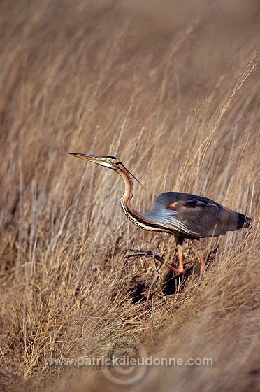 Purple Heron (Ardea purpurea) - Heron pourpre -  20274