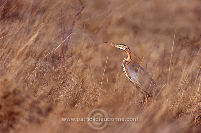 Purple Heron (Ardea purpurea) - Heron pourpre -  20275