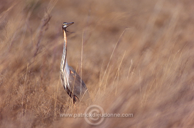 Purple Heron (Ardea purpurea) - Heron pourpre -  20276