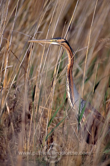 Purple Heron (Ardea purpurea) - Heron pourpre -  20277