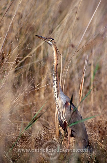 Purple Heron (Ardea purpurea) - Heron pourpre -  20278