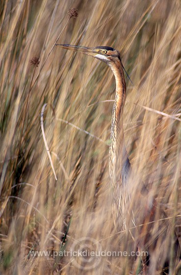 Purple Heron (Ardea purpurea) - Heron pourpre -  20279