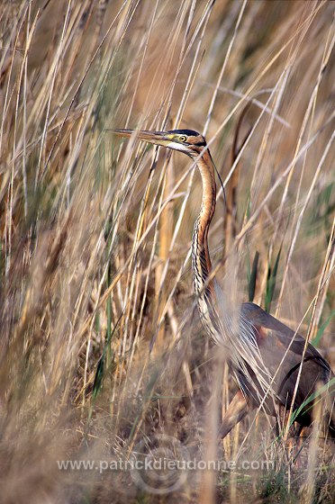 Purple Heron (Ardea purpurea) - Heron pourpre -  20280