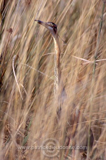 Purple Heron (Ardea purpurea) - Heron pourpre -  20281