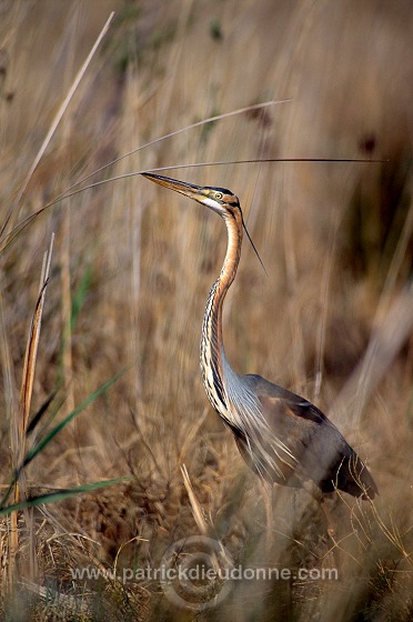 Purple Heron (Ardea purpurea) - Heron pourpre -  20282