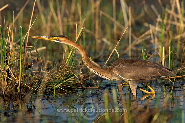 Purple Heron (Ardea purpurea) - Heron pourpre -  20283