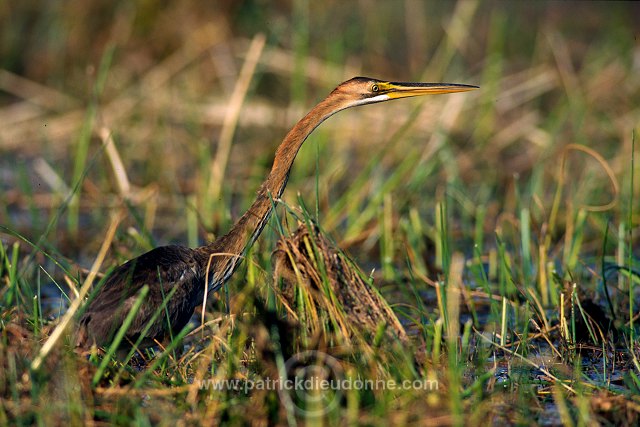 Purple Heron (Ardea purpurea) - Heron pourpre -  20284