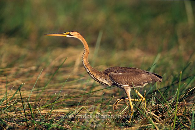 Purple Heron (Ardea purpurea) - Heron pourpre -  20285