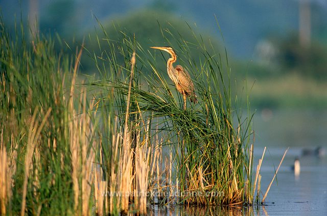 Purple Heron (Ardea purpurea) - Heron pourpre -  20286