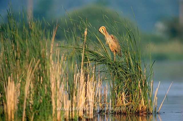 Purple Heron (Ardea purpurea) - Heron pourpre -  20287