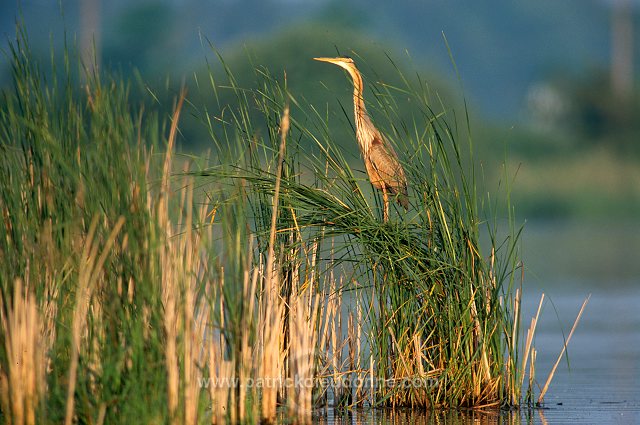 Purple Heron (Ardea purpurea) - Heron pourpre -  20288