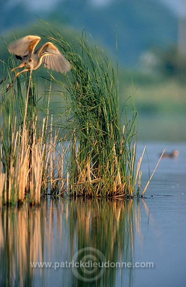 Purple Heron (Ardea purpurea) - Heron pourpre -  20289