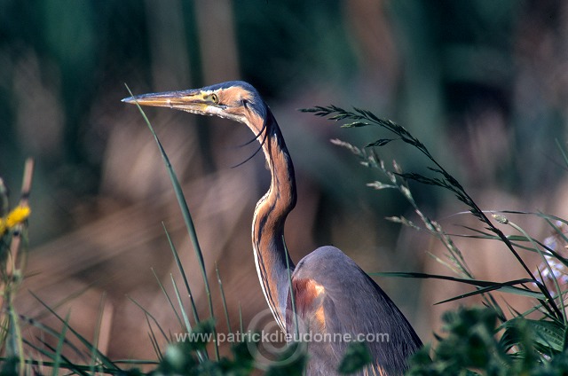 Purple Heron (Ardea purpurea) - Heron pourpre -  20290