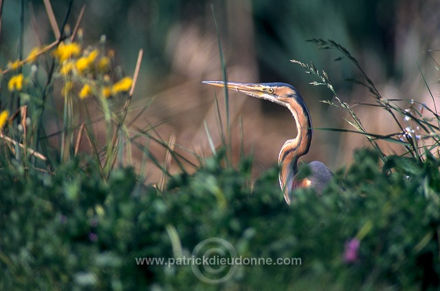 Purple Heron (Ardea purpurea) - Heron pourpre -  20291