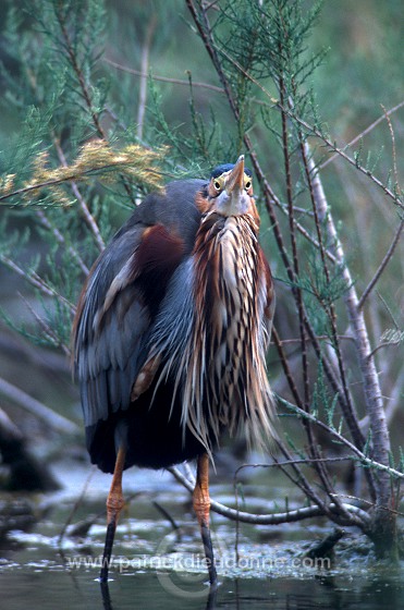 Purple Heron (Ardea purpurea) - Heron pourpre -  20292