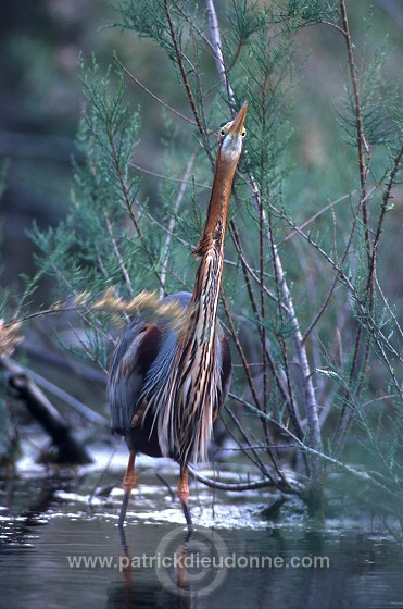 Purple Heron (Ardea purpurea) - Heron pourpre -  20293