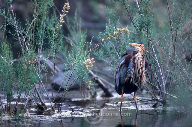 Purple Heron (Ardea purpurea) - Heron pourpre -  20294