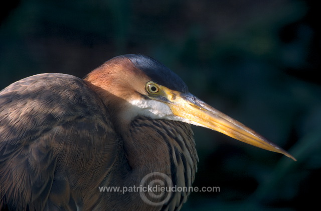 Purple Heron (Ardea purpurea) - Heron pourpre -  20299