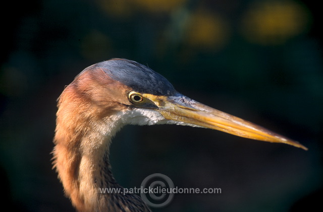 Purple Heron (Ardea purpurea) - Heron pourpre -  20300