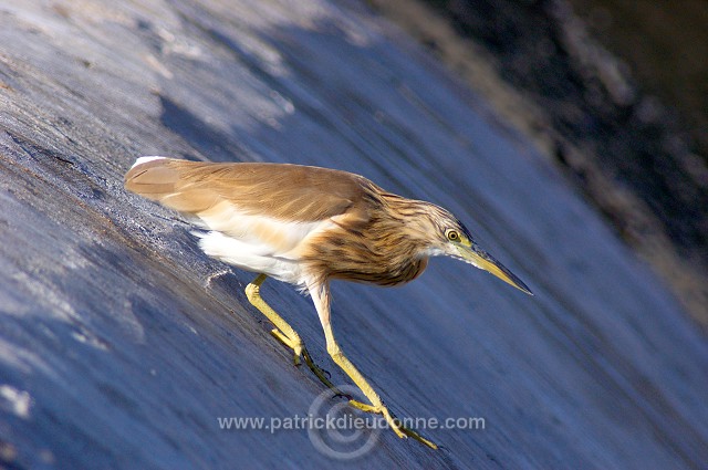 Squacco Heron  (Ardeola ralloides) - Heron crabier  10721