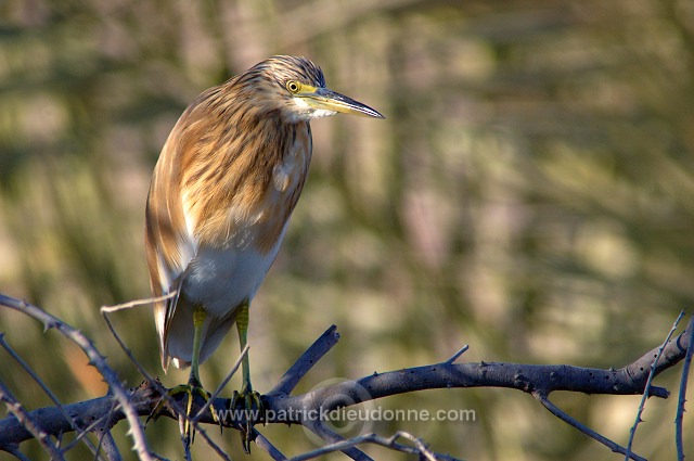 Squacco Heron  (Ardeola ralloides) - Heron crabier  10722