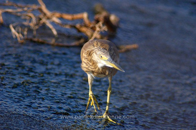 Squacco Heron  (Ardeola ralloides) - Heron crabier  10724