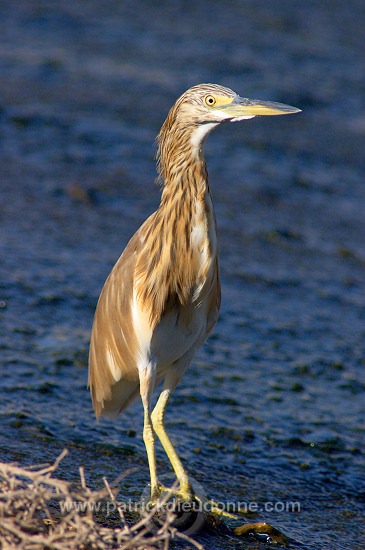 Squacco Heron  (Ardeola ralloides) - Heron crabier  10725